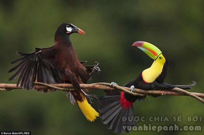 “Anh đang hỏi tôi à?”: Một chú chim Toucan và một chú chim Montezuma Oropendola trong cuộc đụng độ nảy lửa ở Costa Rica