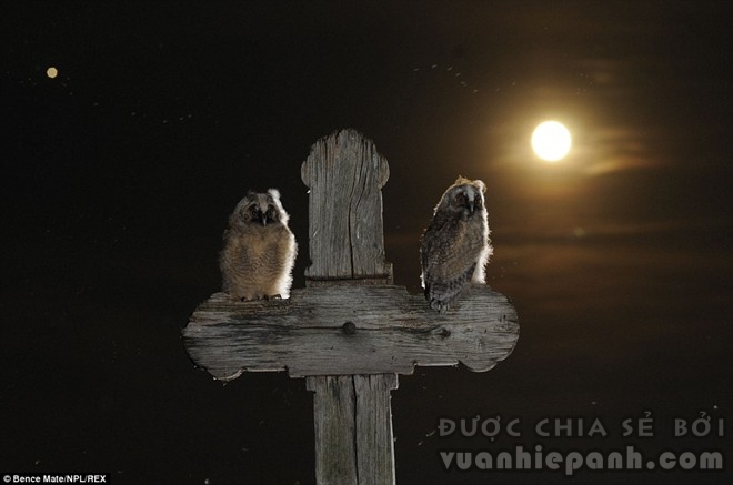 “Cảnh giới”: Hai con cú đậu trên một cây thập tự gỗ trong ánh trăng ở Puszatszer, Hungary.