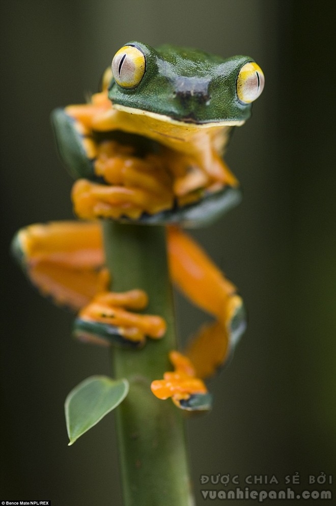 “Đôi mắt biểu cảm”: Ảnh chụp cận cảnh chú ếch Splendid ở Santa Rita, Costa Rica.
