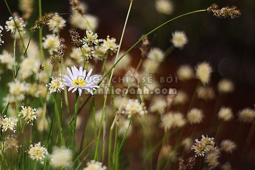 6 mẹo chụp ảnh hoa cỏ mùa xuân