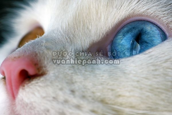 cat-close-up-ontario_40411_600x450.jpg