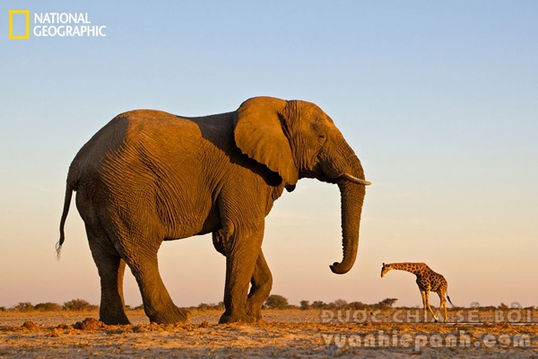 Một chú voi đứng cạnh hươu cao cổ
