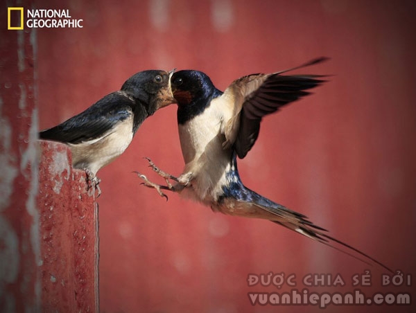 Chim nhạn mẹ cho chim con ăn khi đang bay lơ lửng giữa không trung