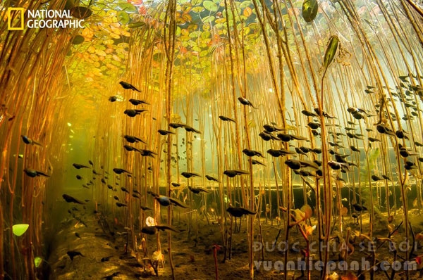 Đàn nòng nọc hàng ngàn con bơi qua đám rêu