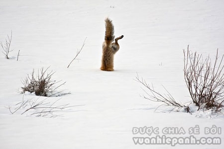 Sóc đỏ cố gắng bắt chuột dưới tuyết