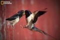 Chim nhạn mẹ cho chim con ăn khi đang bay lơ lửng giữa không trung