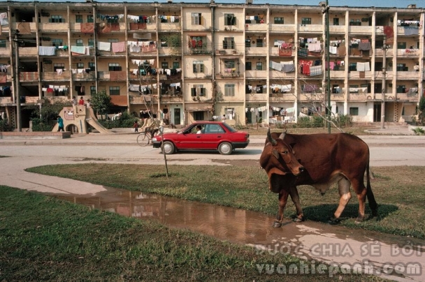 Khu tập thể B1 Giảng Võ những năm 80