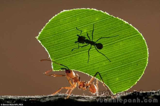 “Gánh cả thế giới trên lưng”: Một con kiến cắt lá cái đang khiêng một mảnh lá với một chú kiến con bám trên.