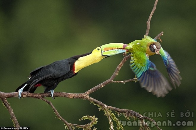 “Từ từ đã, chàng trai”: Một chú chim Toucan quặp đuôi chú vẹt đầu nâu ở Laguna del Lagarto, Costa Rica.