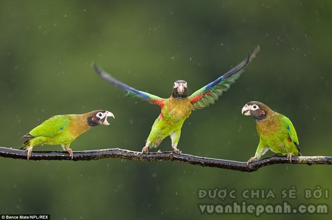 “Rũ mình”: Ba chú vẹt đầu nâu rũ mình cho hết nước mưa ở Laguna del Lagarto, Costa Rica.