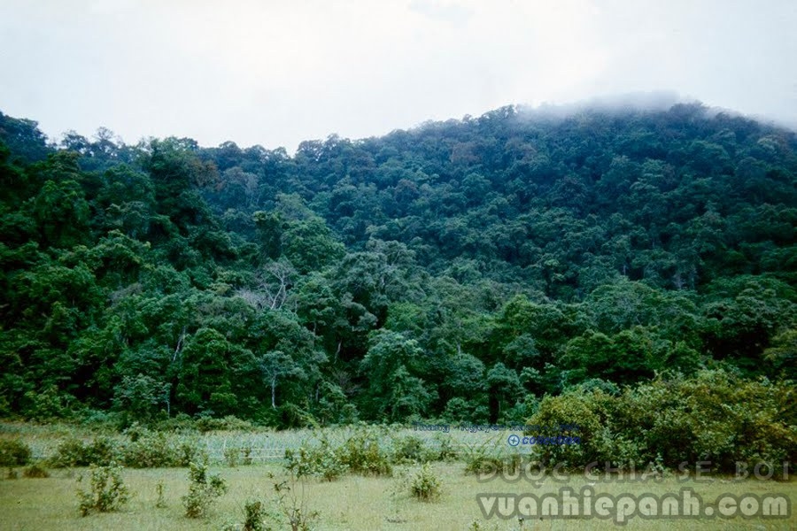 Rừng Cúc Phương, Ninh Bình (Khi đó còn là Hà Nam Ninh), 1985. Vườn quốc gia này có hệ động thực vật phong phú đa dạng mang đặc trưng rừng mưa nhiệt đới. Nhiều loài động thực vật có nguy cơ tuyệt chủng cao được phát hiện và bảo tồn tại đây. Đây cũng là vườn quốc gia đầu tiên tại Việt Nam.