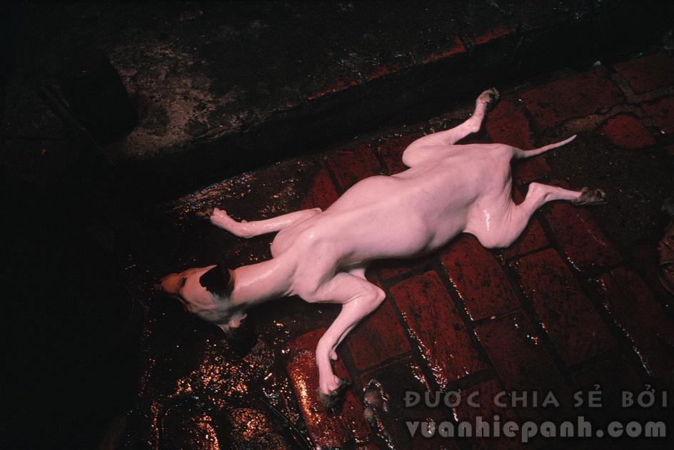 Một chú chó bị lột da trước khi bị vào nồi. 1989Ảnh: David Alan Harvey