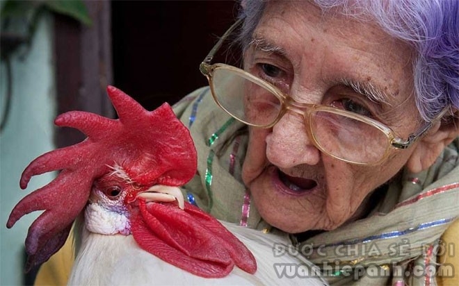 Người Havana rất yêu động vật nuôi trong nhà. Trong ảnh là một bà cụ đang nâng niu con gà trống cưng của mình.