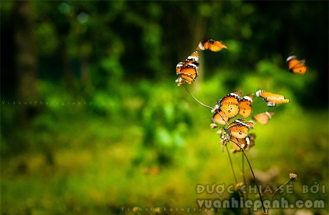 photograph of flying butterflies