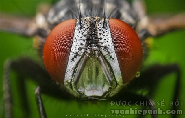 Macrophotograph of a house fly